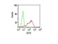  CD15 / FUT4 (Reed-Sternberg Cell Marker) Antibody - With BSA and Azide