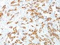 HSP27 (Heat Shock Protein 27) Antibody - With BSA and Azide