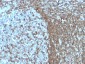  CD50 / ICAM-3 Antibody - With BSA and Azide