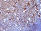  IgG (Immunoglobulin Gamma Heavy Chain) (B-Cell Marker) Antibody - With BSA and Azide