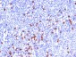  IgG (Immunoglobulin Gamma Heavy Chain) (B Cell Marker) Antibody - With BSA and Azide