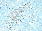  IgG (Immunoglobulin Gamma Heavy Chain) (B-Cell Marker) Antibody - With BSA and Azide