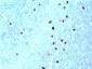  IgM (Immunoglobulin Mu Heavy Chain) (B-Cell Marker) Antibody - With BSA and Azide