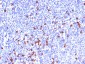  Kappa Light Chain (B-Cell Marker) Antibody - With BSA and Azide