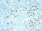  Kappa Light Chain (B-Cell Marker) Antibody - With BSA and Azide