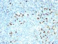  Kappa Light Chain (B-Cell Marker) Antibody - With BSA and Azide