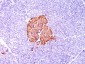  Insulin / IRDN (beta-Cell & Insulinoma Marker) Antibody - With BSA and Azide