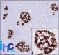  Insulin / IRDN (beta-Cell & Insulinoma Marker) Antibody - With BSA and Azide