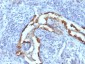  Cytokeratin 8 (KRT8) Antibody - With BSA and Azide