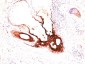  Cytokeratin 17 (KRT17) (Basal Epithelial Marker) Antibody - With BSA and Azide