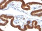  Ep-CAM / CD326 (Epithelial Marker) Antibody - With BSA and Azide