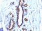  MUC1 / EMA / CD227 (Epithelial Marker) Antibody - With BSA and Azide