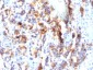  MUC5AC (Mucin 5AC / Gastric Mucin) Antibody - With BSA and Azide