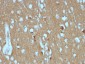  CD56 / NCAM1 (Neuronal Cell Marker) Antibody - With BSA and Azide