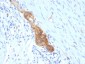  CD56 / NCAM1 / NKH1 (Neuronal Cell Marker) Antibody - With BSA and Azide