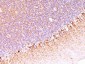  Neurofilament (NF-H) (Neuronal Marker) Antibody - With BSA and Azide