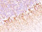  Neurofilament (NF-H) (Neuronal Marker) Antibody - With BSA and Azide