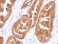  Ornithine Decarboxylase-1 (ODC-1) Antibody - With BSA and Azide