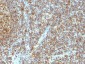  PCNA (Proliferating Cell Nuclear Antigen) (G1- & S-phase Marker) Antibody - With BSA and Azide