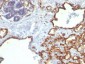  CD31 / PECAM-1 (Endothelial Cell Marker) Antibody - With BSA and Azide