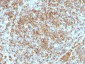  CD45RB (B-Cell Marker) Antibody - With BSA and Azide