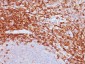  CD43 (T-Cell Marker) Antibody - With BSA and Azide