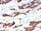  Thyroglobulin (Thyroidal Cell Marker) Antibody - With BSA and Azide