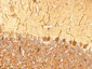  PGP9.5 / UchL1 (pan-Neuronal Marker) Antibody - With BSA and Azide
