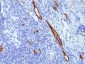  von Willebrand Factor / Factor VIII Related-Ag (Endothelial Marker) Antibody - With BSA and Azide