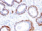  p40 (deltaNp63) (Squamous, Basal & Myoepithelial Cell Marker) Antibody - With BSA and Azide