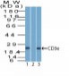  CD3e (T-Cell Marker) Antibody - With BSA and Azide