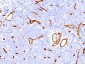  CD34 (Hematopoietic Stem Cell & Endothelial Marker) Antibody - With BSA and Azide