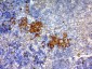  CD63 (Late Endosomes Marker) Antibody - With BSA and Azide