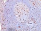  CD68 (Macrophage Marker) Antibody - With BSA and Azide