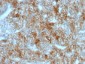  Ksp-Cadherin (Kidney-Specific Cadherin) / CDH16 Antibody - With BSA and Azide