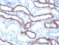  Ksp-Cadherin (Kidney-Specific Cadherin) / CDH16 Antibody - With BSA and Azide