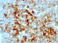  Ksp-Cadherin (Kidney-Specific Cadherin) / CDH16 Antibody - With BSA and Azide