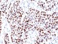  p21WAF1 (Tumor Suppressor Protein) Antibody - With BSA and Azide