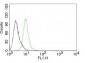  p27Kip1 (Mitotic Inhibitor/Suppressor Protein) Antibody - With BSA and Azide