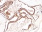  p27Kip1 (Mitotic Inhibitor/Suppressor Protein) Antibody - With BSA and Azide