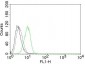  p27Kip1 (Mitotic Inhibitor/Suppressor Protein) Antibody - With BSA and Azide