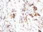  p27Kip1 (Mitotic Inhibitor/Suppressor Protein) Antibody - With BSA and Azide