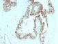  p57Kip2 (Mitotic Inhibitor/Suppressor Protein) Antibody - With BSA and Azide
