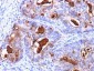  Carcinoembryonic Antigen (CEA) / CD66 Antibody - With BSA and Azide