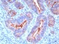  Carcinoembryonic Antigen (CEA) / CD66 Antibody - With BSA and Azide