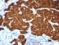  Chromogranin A / CHGA (Neuroendocrine Marker) Antibody - With BSA and Azide