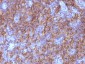  Chromogranin A / CHGA (Neuroendocrine Marker) Antibody - With BSA and Azide