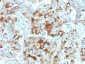  Chromogranin A / CHGA (Neuroendocrine Marker) Antibody - With BSA and Azide