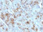  Chromogranin A / CHGA (Neuroendocrine Marker) Antibody - With BSA and Azide