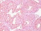  Chromogranin A / CHGA (Neuroendocrine Marker) Antibody - With BSA and Azide